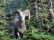 Glacier National Park, Montana