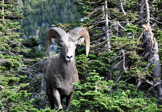 Glacier National Park, Montana