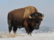 Theodore Roosevelt National Park
