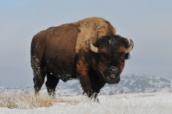 Theodore Roosevelt National Park