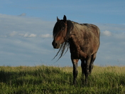 Theodore Roosevelt NP, South Unit
