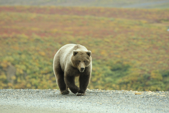 Denali National Park