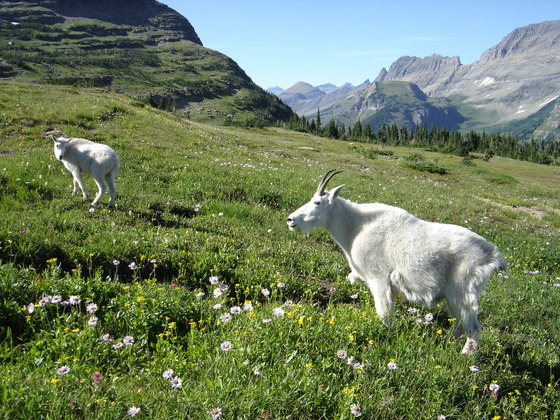 Glacier National Park