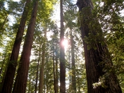 Redwood National and State Parks