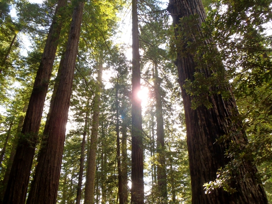 Redwood National and State Parks