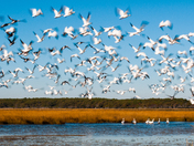 Chincoteague National Wildlife Refuge