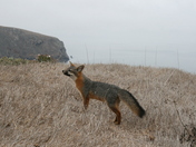 Channel Islands National Park - Santa Cruz Island