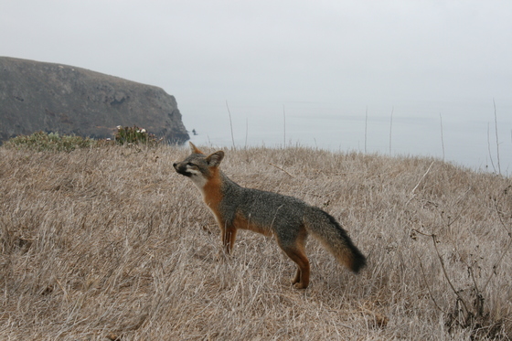 Channel Islands National Park - Santa Cruz Island