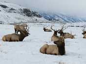 National Elk Refuge