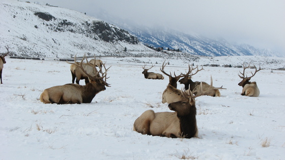 National Elk Refuge