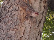 Montezuma's Castle National Monument