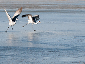Bosque del Apache National Wildlife Refuge