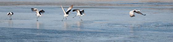 Bosque del Apache National Wildlife Refuge