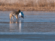 Bosque del Apache National Wildlife Refuge