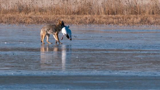 Bosque del Apache National Wildlife Refuge