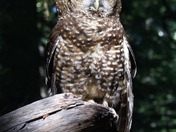 Shasta-Trinity National Forest