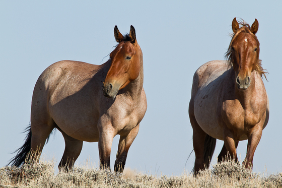 Bureau of Land Management