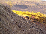 Denali Natoinal Park