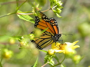 Bombay Hook Wildlife Refuge