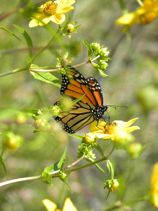 Bombay Hook Wildlife Refuge