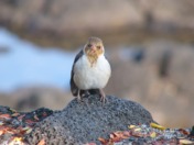 Hawaii Volcano National Park