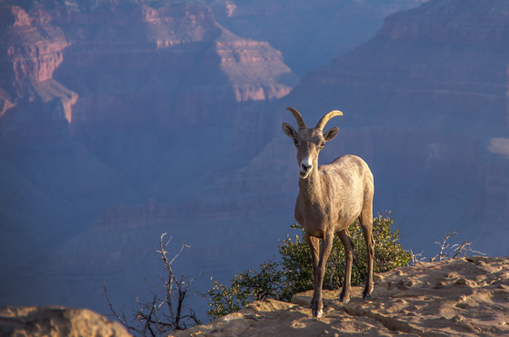 Grand Canyon