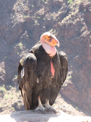 Grand Canyon National Park