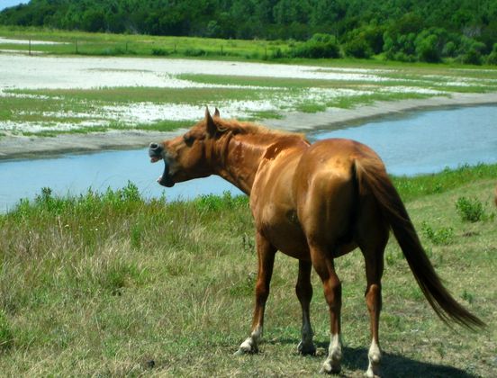 Assateague National Seashore