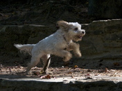 Pisgah National Forest