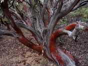 Cleveland National Forest - Agua Tibia Wilderness