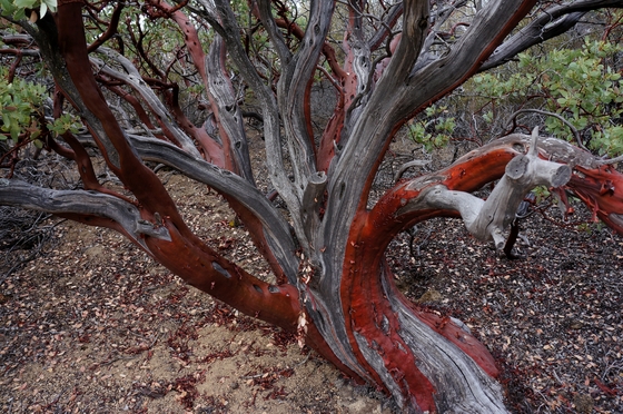Cleveland National Forest - Agua Tibia Wilderness