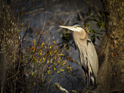 Okefenokee National Wildlife Refuge
