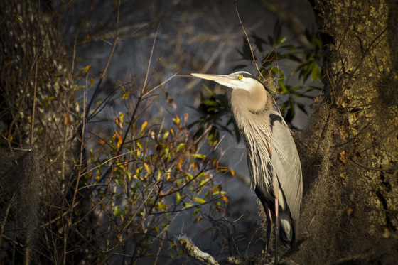 Okefenokee National Wildlife Refuge