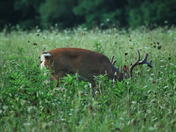 Smokey Mountains National Park