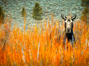 Teton National Forest