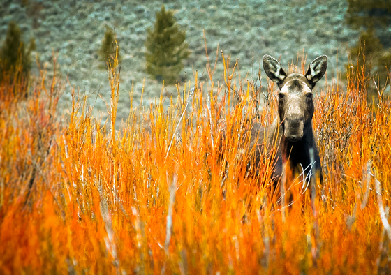 Teton National Forest