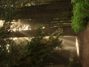 Redwoods National Park