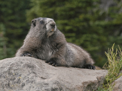 Mt Rainier Nation Park