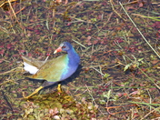 Everglades National Park