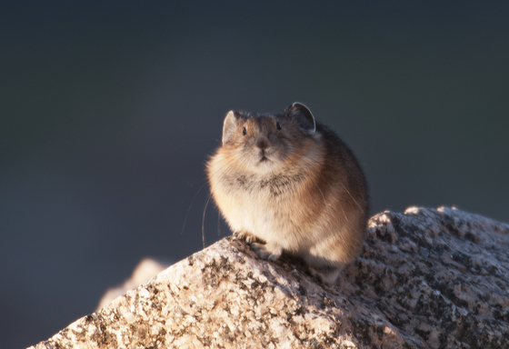 Mount Evans, Colorado