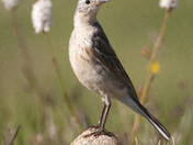 Mount Evans, Colorado