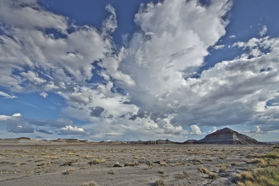 The Petrified Forest
