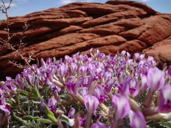Paria Canyon/Vermilion Cliffs