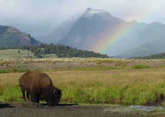 Yellowstone National Park