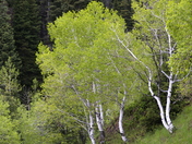 Uinta-Wasatch-Cache National Forest