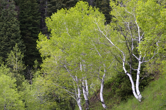 Uinta-Wasatch-Cache National Forest