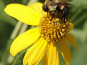 Chippewa National Forest