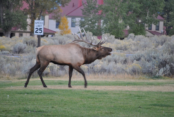 Yellowstone