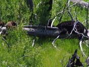 Yellowstone national park