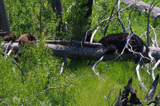 Yellowstone national park